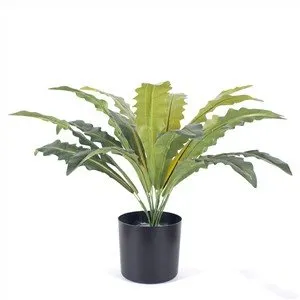Umjetna paprat Asplenium
