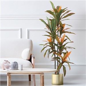 Drvo Dracaena sa crvenim ivicama