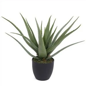 Lažna biljka aloe vere
